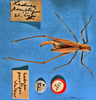 CollectionObject 1520520; 66b6dc33-ad11-4dce-af14-7f2439ab7ef7: female Habitus dorsal view. (CollectionObject).