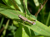 Neopedies noroestensis Ronderos, 1991: male (Argentina, Salta, 7 km S La Caldera, Ruta 9, 1290 m, 26 III 2004). (Otu).