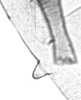 Abdomen, sternal apodemes, ventral view.: Seventh marginal tubercle of A. urticata. (Observation).
