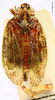 Habitus, dorsal view: !! display not done !! on Sakina boulardi Synave, 1979: (Observation).
