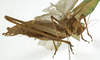 CollectionObject 1529781; 66931fa1-2cb6-499b-820f-e8f28854dfad: male habitus, lateral view (holotype). (CollectionObject).