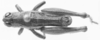CollectionObject 1524008; 74720236-d462-4e9e-8864-225681288f99: male, dorsal view (holotype). (CollectionObject).