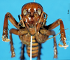 CollectionObject 1537524; 64a9f2d2-0379-4498-9026-7ba512cb75c4: male, frontal view (holotype). (CollectionObject).