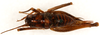 CollectionObject 1499646; b6e57190-a829-4bbf-a803-8a2da5b2104b: female, dorsal view (allotype). (CollectionObject).