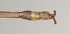 CollectionObject 1560716; NHMUK(SF IMPORT DUPLICATE) 844537, f06f00c4-7184-48a2-9b89-82e85eeb6f47: copyright Natural History Museum, London. male: end of abdomen, dorsal view (paralectotype) [= Paracalynda utilaensis (Zompro, 1998)]. (CollectionObject).