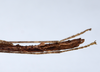 CollectionObject 1576304; ba785b12-845d-483d-88c2-1442b100cc65: copyright ZRC, Singapore. male: end of abdomen, dorsal view (holotype). (CollectionObject).