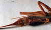 CollectionObject 1516179; 05d28f2e-bb87-489f-91ee-ead5e799995e: female subgenital plate (holotype). (CollectionObject).