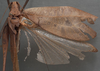 CollectionObject 1505750; 3559cd5b-4cc6-487d-b8b4-fc34b7b810e2: male, dorsal view (holotype). (CollectionObject).