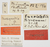 CollectionObject 1577235; 94a6e220-6f82-4ef0-b0ab-9401be90e458: labels (paratype). (CollectionObject).