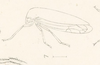 Habitus, lateral view on Cyrtolobus pallidifrontis (Emmons, 1855): (Observation).