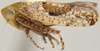 Habitus, lateral view: Hishimonus phycitis, lateral habitus (INHS). (Observation).