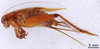 CollectionObject 1965562; 2f59bb98-e83d-490f-95d1-08171be0525d: Female, lateral view (paratype). (CollectionObject).