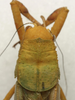 CollectionObject 1506757; 97b50063-313d-41ca-8bcc-95ac81dad82b: male pronotum, dorsal view (holotype). (CollectionObject).