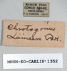 CollectionObject 1540650; 0762ec58-f313-4fc5-bc10-9332f823bd5c: labels (syntype of Chrotogonus lameerei). (CollectionObject).