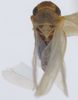 Habitus, dorsal view: Habitus (Thaia sp., USNM collection). (Observation).