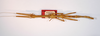 CollectionObject 1557645; a7fe25f3-4b06-4d87-b998-9acc05de9777: copyright MNCN, Madrid. female (syntype). (CollectionObject).