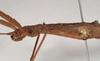 CollectionObject 1560146; b9ecc75e-5989-4ebf-8a39-ca595776ac77: copyright NHMUK London. female: head & thorax, lateral view (paratype). (CollectionObject).;CollectionObject 1560147; 54bfe3af-922c-433d-be67-3aa34f21aaab: copyright NHMUK London. female: head & thorax, lateral view (paratype). (CollectionObject).