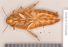 Henschoutedenia flexivitta (Walker, 1868): Lectotype, female, ventral. BMNH(E)#878082. (Otu).