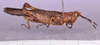 CollectionObject 1585898; 4cca8e7c-05fd-461d-88e4-503ca4be129e: male, body in lateral view (no a type). (CollectionObject).
