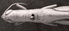 CollectionObject 1526833; bf9e1847-89cf-4141-8a11-53d0a5f1d079: Image C.S. Carbonell. female head and pronotum, dorsal view (allotype of Belosacris aurantipes). (CollectionObject).