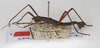CollectionObject 1558157; 4196dd36-11e2-4d06-a72b-71c1b48833a5: copyright OUMNH. male, lateral view (lectotype). (CollectionObject).