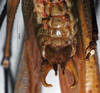 CollectionObject 1516507; NNM 3225876, 228214dd-3014-4834-8a6b-350a1d00e8fb: male subgenital plate (Pseudomacroxiphus atrifrons). (CollectionObject).