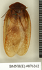 Homoeogamia mexicana Burmeister, 1838: Copyright Natural History Museum, London. Lectotype (adult male) of synonym Zetobora guttipennis Walker, 1869 in BM(NH). Dorsal view. (Otu).