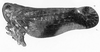 Habitus, lateral view: !! display not done !! on Colpoptera sinuata Burmeister, 1835: (Observation).