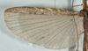 CollectionObject 1561269; 88ea192f-2d65-415d-bf30-3d6495bb4678: copyright USNM, Washington. (CollectionObject).