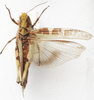 Oedaleus nigeriensis Uvarov, 1926: dorsal view. (Otu).