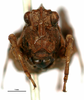 CollectionObject 1567148; de4e26d7-965f-4666-a0e6-3cb85f71275f: male, frontal view (holotype). (CollectionObject).