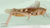 Ornithacris cyanea cyanea (Stoll, 1813): lateral view (Acridium orientalis). (Otu).