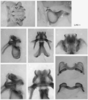 male genitalia. Depicts Melanoplus lakinus (Scudder, 1878), an Otu.