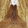 Genital capsule, ventral view: !! display not done !! on Varma fervens (Walker, 1857): (Observation).