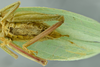 male abdomen, ventral view (holotype). Depicts CollectionObject 1516274; 001c3e40-3e11-469b-aea2-84ebfb1c68a3, a CollectionObject.