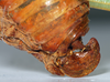CollectionObject 1532156; 2510b562-0bac-4991-9047-6c90e8706925: ovipositor (holotype of Arantia gabunensis). (CollectionObject).