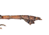 CollectionObject 1590188; USNM(SF IMPORT DUPLICATE) RD-092, 4b3240f7-bc23-46d4-b81f-563ef8117ee2: copyright USNM, Washington. male end of abdomen, lateral view (holotype). (CollectionObject).