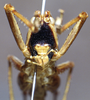 CollectionObject 1537874; b0b2bc1f-1889-4469-b7e6-0ccf6f1ee826: female, frontal view. (CollectionObject).