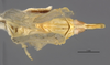 Habitus, dorsal view on Antillixius greyi Myers, 1928: (Observation).