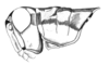 Chlorus bolivianus Bruner, 1913: Fig. 4E. male head and pronotum, lateral view. (Otu).