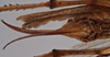CollectionObject 1534505; fb31cbfd-ab02-49a8-9771-15fe1a7d62c8: female subgenital plate (holotype). (CollectionObject).