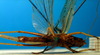 CollectionObject 1500323; 6f4685fa-013c-4a17-9eb0-b2aa93e8078e: male, ventral view (syntype). (CollectionObject).
