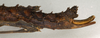 CollectionObject 1557790; 5644cd22-a2b5-4531-ba20-c5bc47f99360: copyright NMW, Vienna. female: end of abdomen, lateral view (syntype). (CollectionObject).;CollectionObject 1557791; b5684d07-b045-408c-920d-16935fc22f18: copyright NMW, Vienna. female: end of abdomen, lateral view (syntype). (CollectionObject).