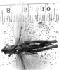 Conometopus sulcaticollis (Blanchard, 1851): Image, Carbonell, C.S. female, dorsal view (paralectotype). (Otu).