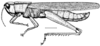 Aleuas albinae Carbonell, 2008: Fig. 2. male habitus (Uruguay, Dept0 Florida, Casupá, length 41.8 mm, scale bar 5 mm). (Otu).