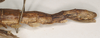 CollectionObject 1562346; 264691cf-adec-43e9-bdc3-24788b6afd26: copyright UMO. Xeroderus kirbii female: end of abdomen, lateral view (lectotype). (CollectionObject).