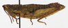 CollectionObject 1568974; 8e7c674b-68b1-4276-a8ff-566712152cb7: female, lateral view (allotype). (CollectionObject).