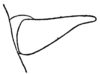 Aztecacris gloriosa (Hebard, 1935): Pl. 5 fig. 1. male, (Perixerus gloriosus) cercus, lateral outline. (Otu).