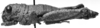 CollectionObject 1507330; 981994b1-ae20-4ce3-abe5-c7f9d08179e4: Image Carbonell, C.S. female, lateral view (holotype). (CollectionObject).