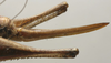 CollectionObject 1535928; 1205e08e-abef-49a9-8d55-ac2e2edad6cd: female ovipositor (allotype). (CollectionObject).